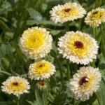 Calendula Seeds - Ivory Princess - Image 3