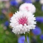 Cornflower / Bachelor Button Seeds - Tall Pink - Image 3