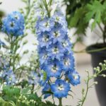 Delphinium Seeds - Magic Fountains Sky Blue White Bee - Image 3