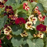 Nasturtium Seeds - Bloody Mary - Image 3