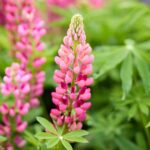 Russell Lupine Seeds - The Pages - Image 3