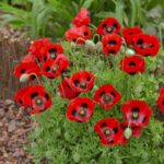Poppy Seeds - Lady Bird - Image 3