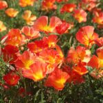 California Poppy Seeds - Thai Silk Strawberry Fields - Image 3