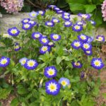 Morning Glory Seeds (Dwarf) - Royal Ensign - Image 3