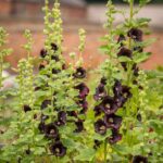 Hollyhock Seeds - Nigra - Image 3