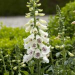 Foxglove Seeds - Dalmatian White - Image 3