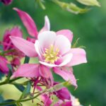 Columbine Seeds - Rose Star - Image 3