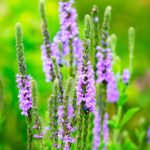 Verbena Seeds - Hoary Vervain - Image 3