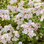 Annual Phlox Seeds - Blushing Bride - Image 3