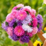 China Aster Seeds - Giants of California - Image 3