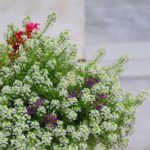 Sweet Alyssum Seeds - Tall White - Image 3