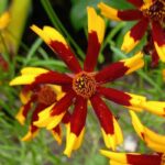 Coreopsis Seeds - Mardi Gras - Image 3