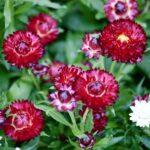 Strawflower Seeds - Purple Red - Image 3