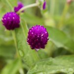 Gomphrena Seeds - Purple - Image 3