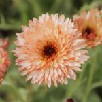 Calendula Seeds - Orange Flash - Image 3
