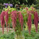 Amaranthus Seeds - Coral Fountain - Image 3