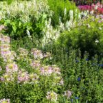 Cleome Seeds - Sparkler Blush - Image 3