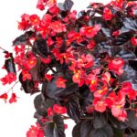 Begonia Seeds - Viking XL Red on Chocolate - Image 3