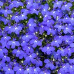 Lobelia Seeds - Blue Carpet - Image 3
