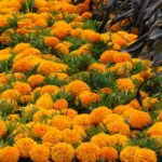 African Marigold Seeds - Taishan Orange - Image 4
