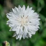 Cornflower / Bachelor Button Seeds - Tall White - Image 4