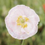 Shirley Poppy Seeds - Falling in Love - Image 4