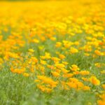 California Poppy Seeds - Orange - Image 4