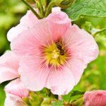 Hollyhock Seeds - Henry VIII - Pink - Image 4