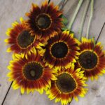 Sunflower Seeds - Shock-o-Lat - Image 4