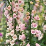 Foxglove Seeds - Apricot Beauty - Image 4