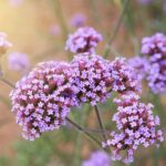 Verbena Seeds - Purpletop - Image 4