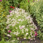 Annual Phlox Seeds - Cherry Caramel - Image 4