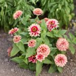 Zinnia Seeds - Swizzle Cherry & Ivory - Image 4