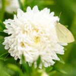 Aster Seeds (Peony Duchess) - White - Image 4