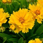 Lance-Leaf Coreopsis Seeds - Sunburst - Image 4