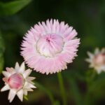 Strawflower Seeds - Silvery Rose - Image 4