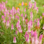 Celosia Seeds - Flamingo Feather - Image 4