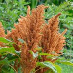 Amaranthus Seeds - Hot Biscuits - Image 4