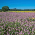Rocky Mountain Beeplant (Wild Cleome) - Image 4