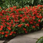 Impatiens Seeds - Beacon Bright Red - Image 4
