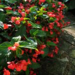 Begonia Seeds - Dragon Wing Red - Image 4
