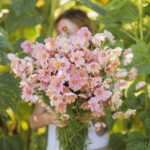 Cosmos Seeds - Apricotta - Image 4