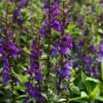 Lobelia Seeds - Starship Blue - Image 4