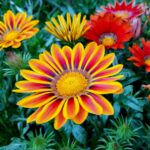 Gazania Seeds - Sunshine Mix - Image 4