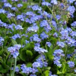 Forget Me Not Seeds - Blue - Image 4