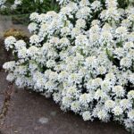 Candytuft Seeds - Empress - Image 4