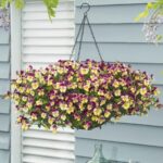 Pansy Seeds - Cool Wave Strawberry Swirl - Image 4