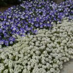 Viola Seeds - Sorbet XP Delft Blue - Image 4