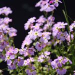 Virginia Stock Seeds - Image 4