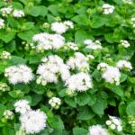Ageratum Seeds - Dondo White - Image 4